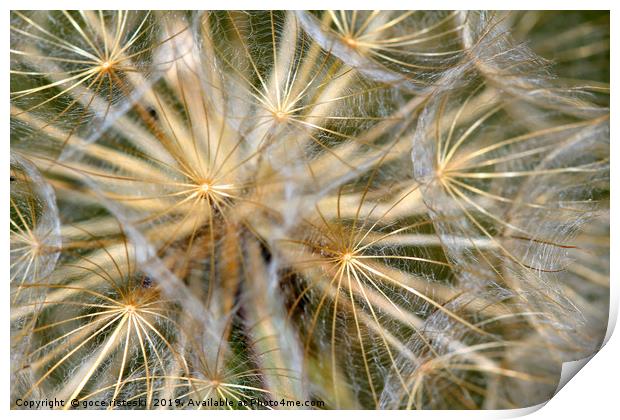 dandelion close up nature background Print by goce risteski