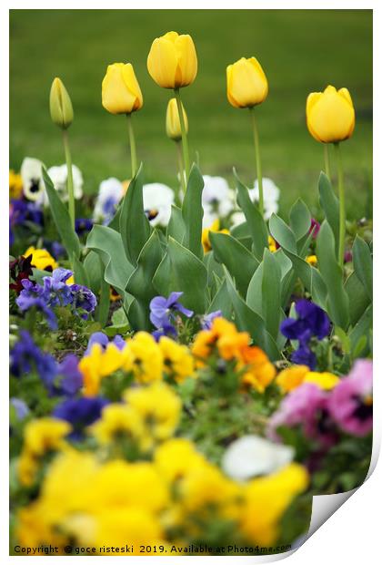 yellow tulip flower garden spring season Print by goce risteski
