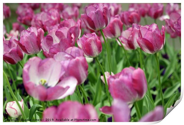 tulip flower garden spring season Print by goce risteski