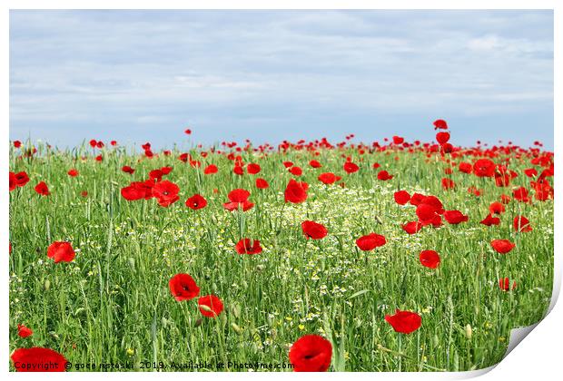 green field red poppy flowers and blue sky  Print by goce risteski