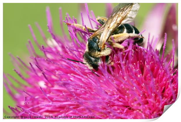 bee on flower summer season Print by goce risteski