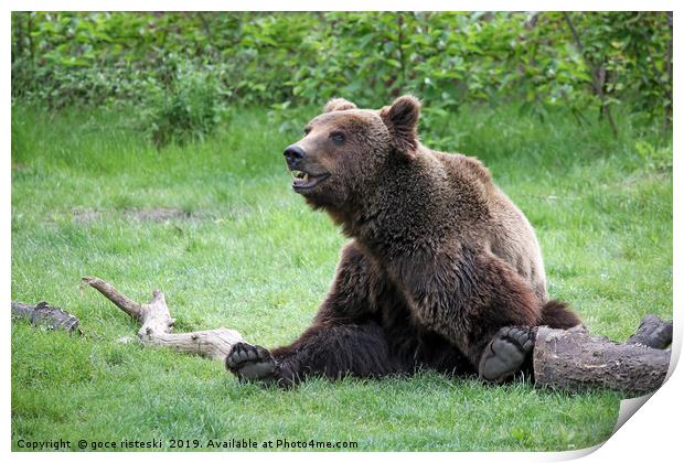 brown bear sitting on field Print by goce risteski