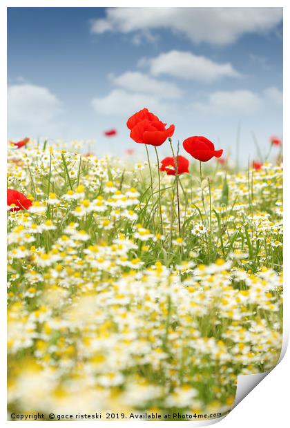 chamomile and poppy flower meadow Print by goce risteski