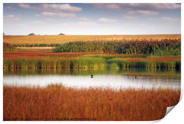 swamp nature landscape autumn season Print by goce risteski