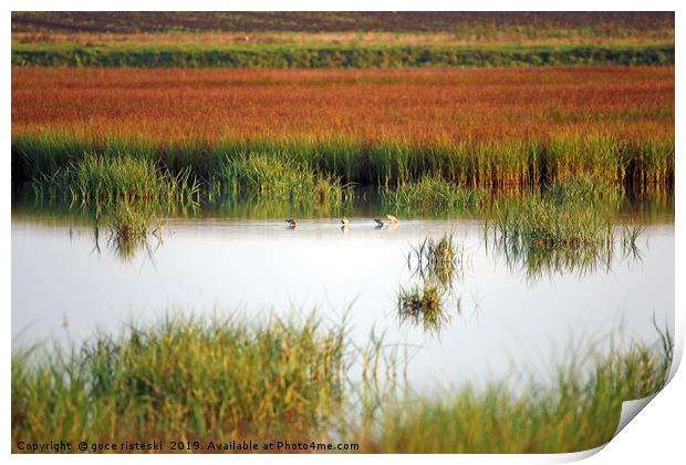 swamp with birds landscape autumn season Print by goce risteski