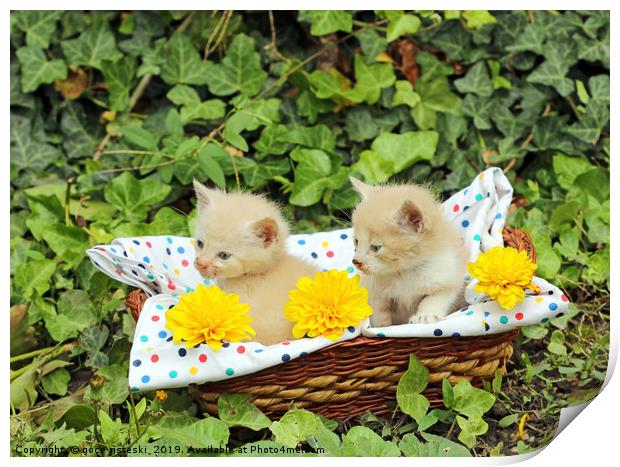 small kittens in wicker basket Print by goce risteski