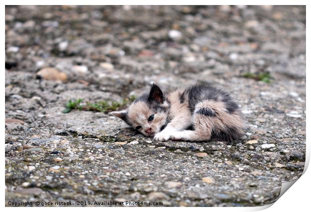 abandoned kitten lying on the ground  Print by goce risteski