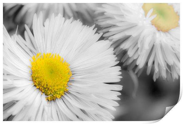 Yellow Daisy Abstract Print Print by Dave Denby