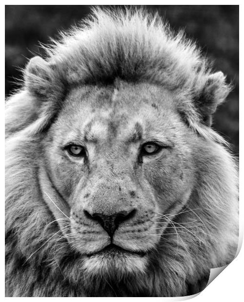 Male Lion Full Face Portrait  Print by Dave Denby