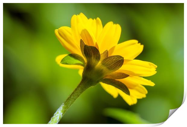 Yellow Daisy Backlit Print by Mark Fieldsend