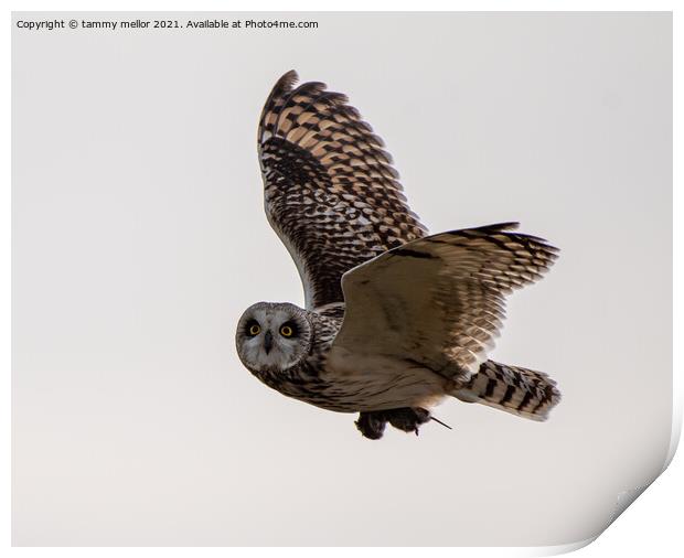 Majestic Short Eared Owl in Flight Print by tammy mellor