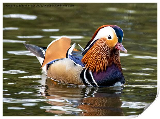 Majestic Mandarin Duck in Staffordshire Moorlands Print by tammy mellor