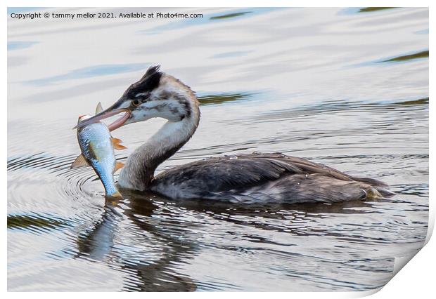 Majestic Great Crested Grebe with Fresh Catch Print by tammy mellor