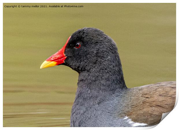 Majestic Moorhen on the moorlands Print by tammy mellor