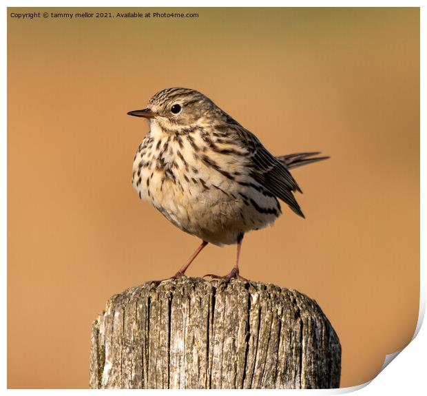 Majestic Meadow Pipit Print by tammy mellor