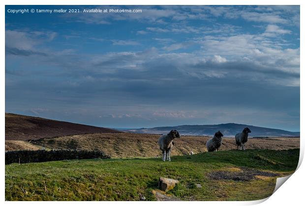 Majestic Sheep on the Hillside Print by tammy mellor