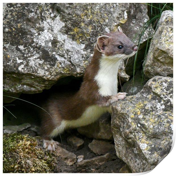 The Sneaky Stoat Print by tammy mellor
