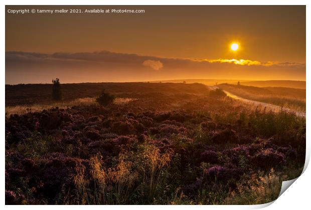 Majestic Sunrise over Staffordshire Moors Print by tammy mellor