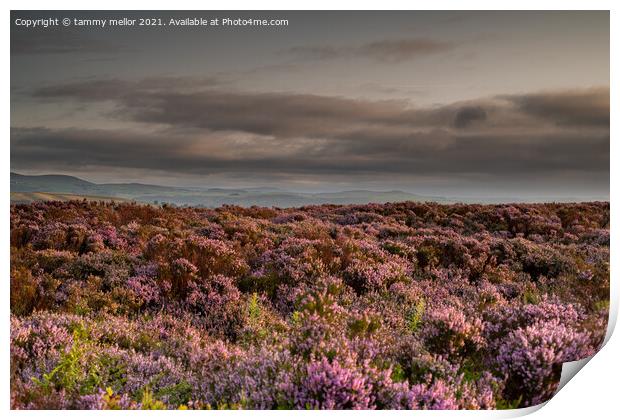Majestic Heather Clouds Print by tammy mellor