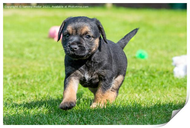 Adorable Boarder Terrier Pup Print by tammy mellor