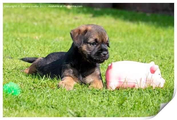 Adorable Boarder Terrier Pup Print by tammy mellor