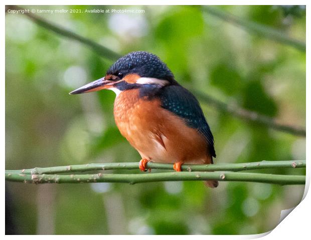 Majestic Female Kingfisher Print by tammy mellor