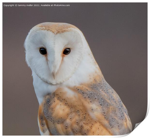 Majestic Barn Owl Portrait Print by tammy mellor