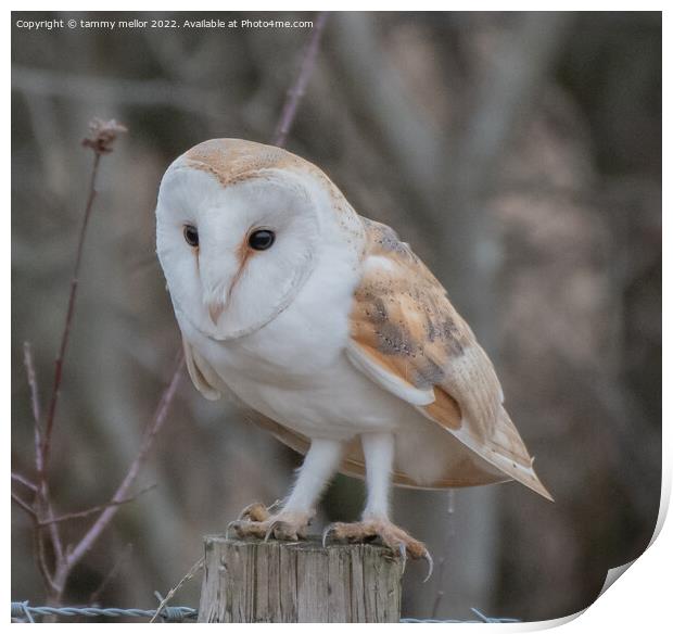 Majestic Barn Owl Perched on a Post Print by tammy mellor