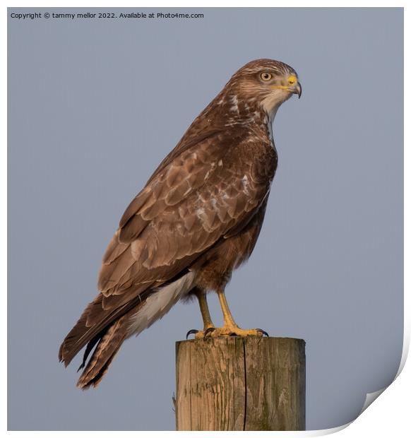 Majestic Buzzard Surveying Staffordshire Moorlands Print by tammy mellor