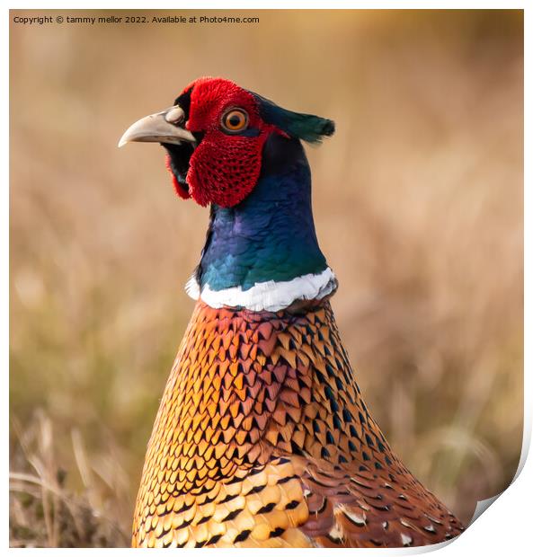 Majestic Moorland Pheasant Print by tammy mellor