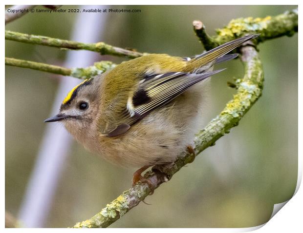 Majestic Goldcrest Sitting on a Staffordshire Tree Print by tammy mellor