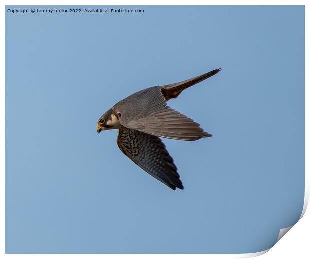 Majestic Falcon Hunting in Staffordshire Moorlands Print by tammy mellor