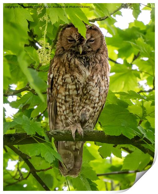 Majestic Tawny Owl Print by tammy mellor