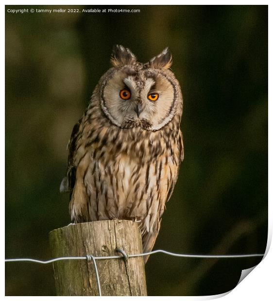 Majestic Longeared Owl Print by tammy mellor