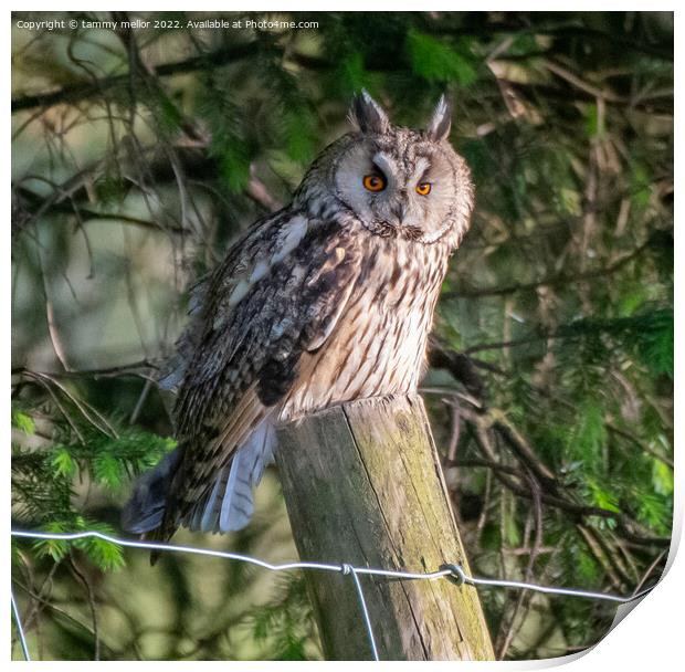 Majestic Long Eared Owl Print by tammy mellor