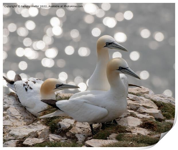 Majestic Gannets overlooking the Sea Print by tammy mellor