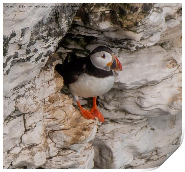 Majestic Puffin Poses for the Perfect Picture Print by tammy mellor