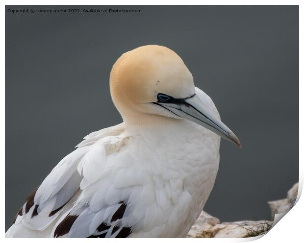 Majestic Gannet Perched on Cliff Print by tammy mellor