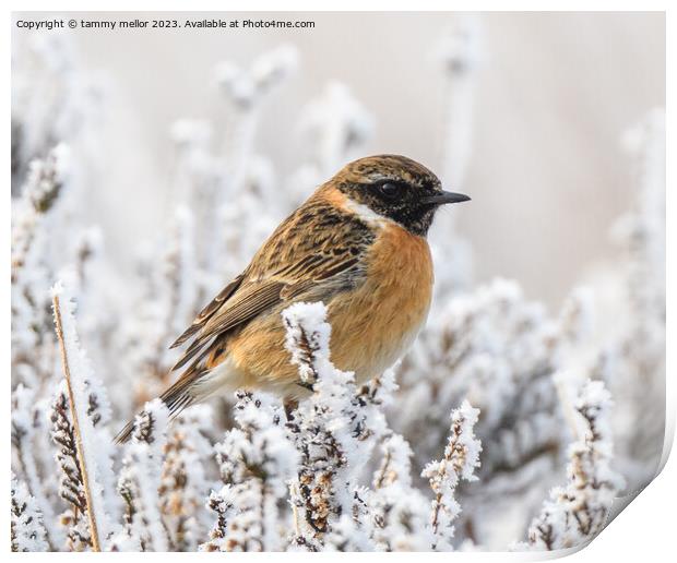 Frosty Morning Stonechat Print by tammy mellor