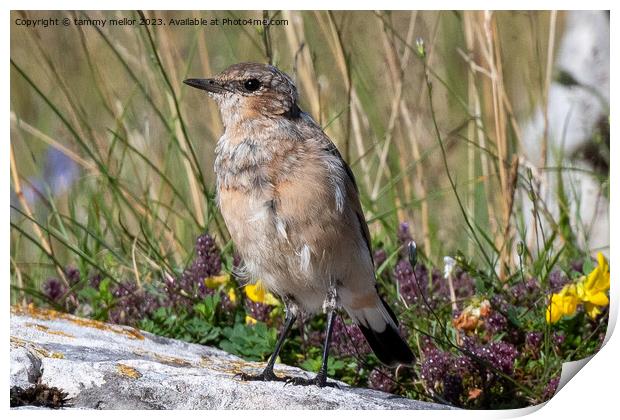 wheatear chilling in the sun Print by tammy mellor