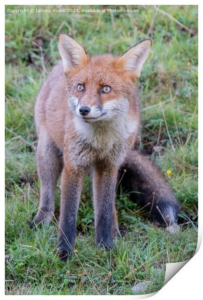 fox looking at something Print by tammy mellor