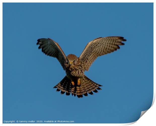 Majestic Kestrel Hunting on Moorlands Print by tammy mellor