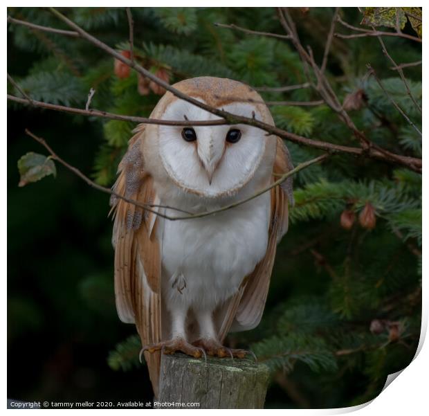 Majestic Barn Owl Stares into Your Soul Print by tammy mellor