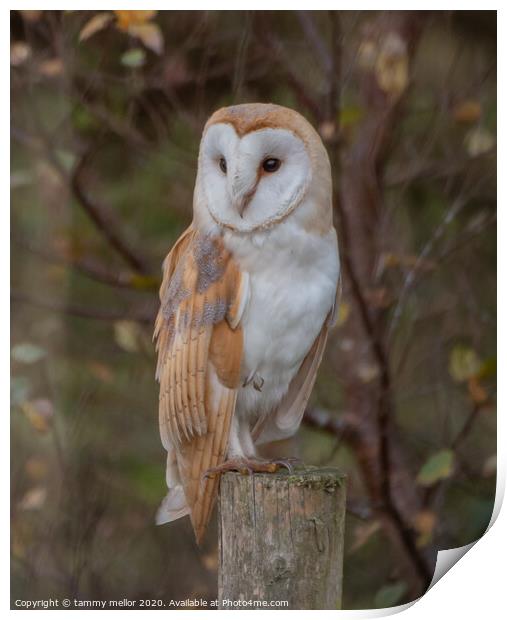 Majestic Barn Owl Stuns Photographer Print by tammy mellor