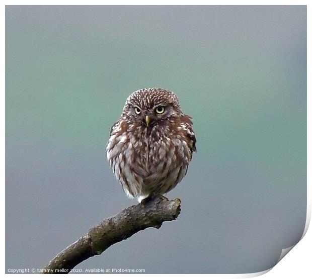 Majestic Little Owl Print by tammy mellor