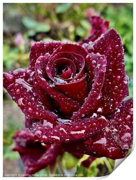 Majestic Black Gold Rose Print by tammy mellor