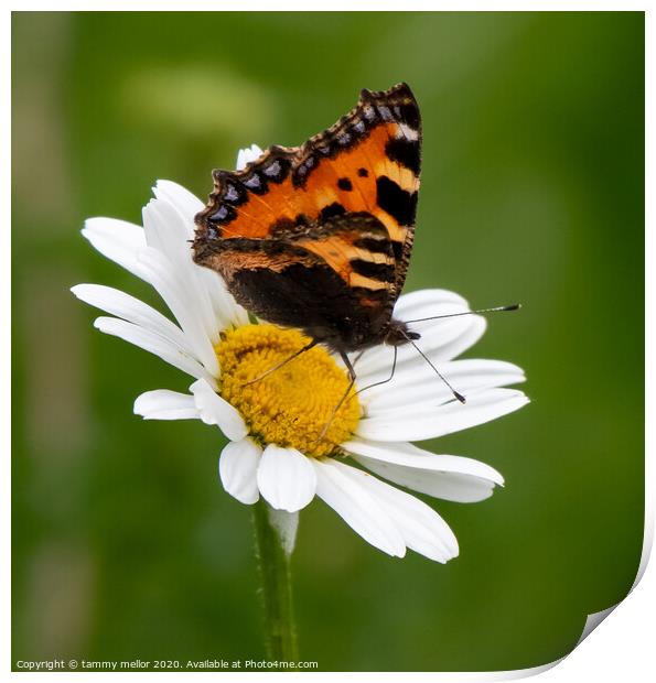 Graceful pollinators in natures beauty Print by tammy mellor
