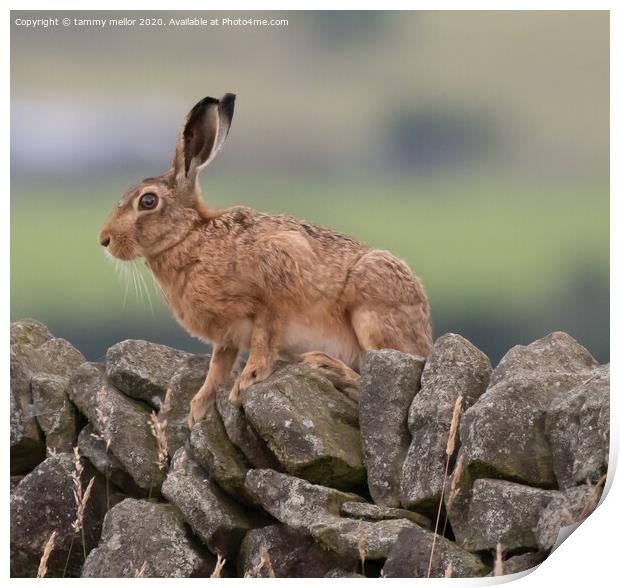Majestic Hare Surveying the Moorland Print by tammy mellor