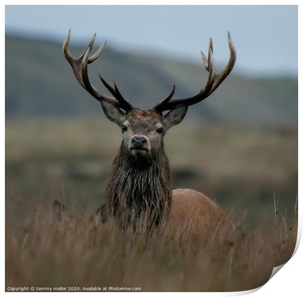 Majestic Red Deer Stag in Staffordshire Moorlands Print by tammy mellor