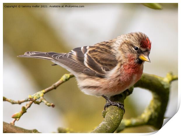 Delicate Redpoll Alights Print by tammy mellor